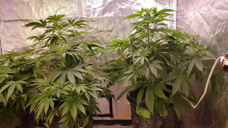 16195692604619090507742997253284