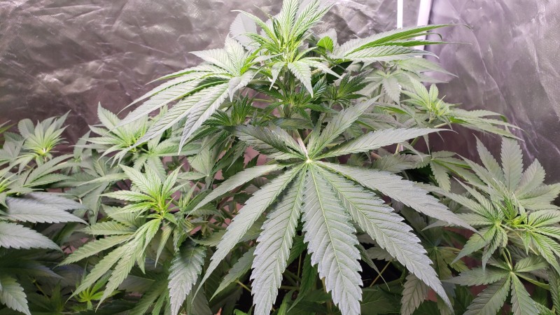 16195694295223796262691248405341