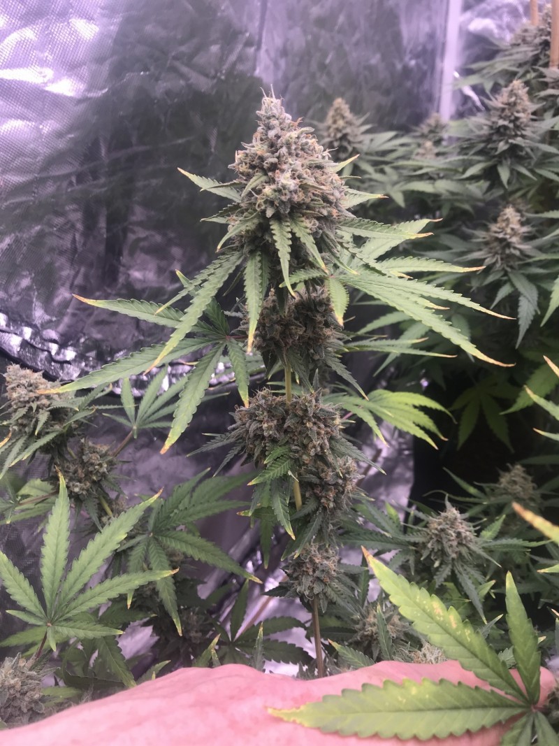 4D5BCD91-E613-40D9-8F66-8B681B3C9A29