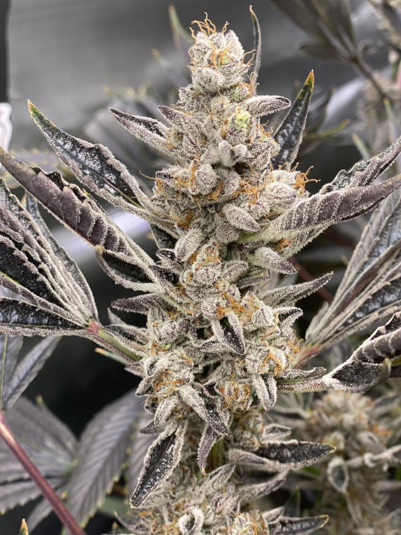 602A549E-B5A5-4DF6-AB08-2024EADAF552