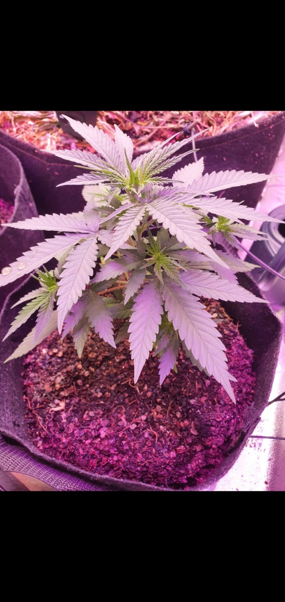 Screenshot_20210428-194813_Gallery