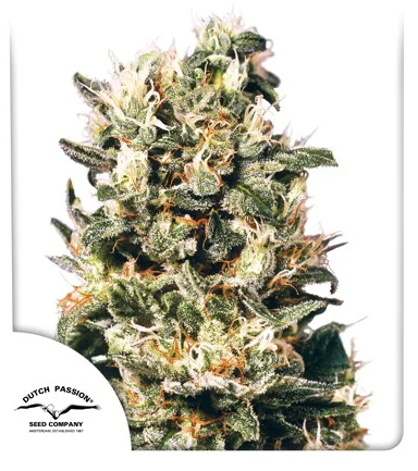 Screenshot 2021-04-28 21.03.43