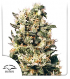 Screenshot 2021-04-28 21.03.43