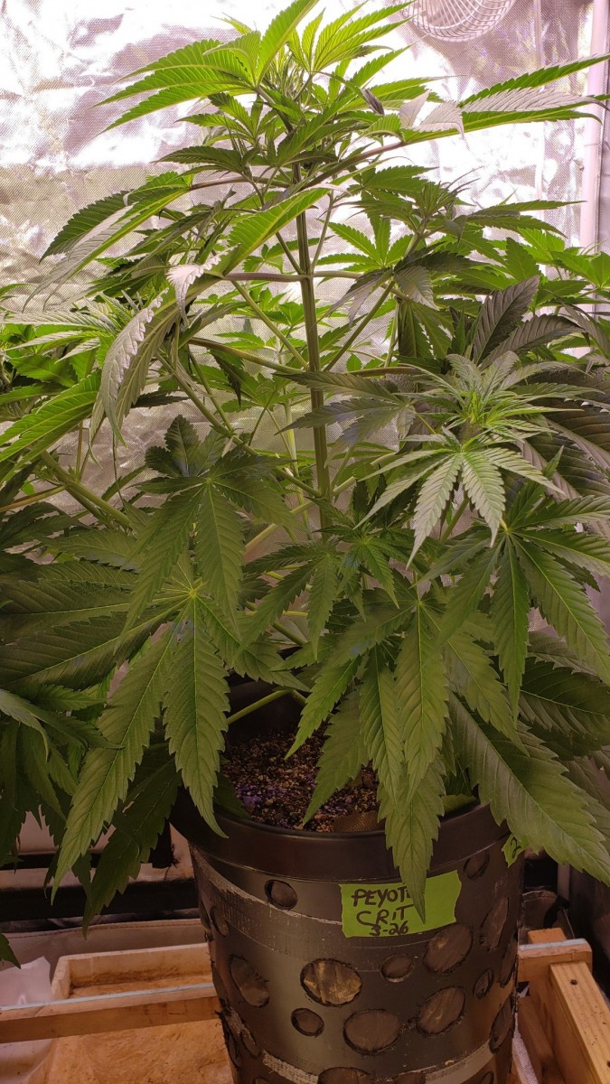 16196554297261066955910808182479