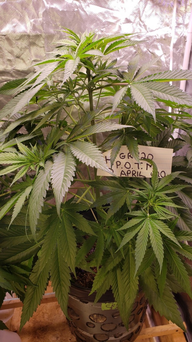 16196555753948289168053433931430