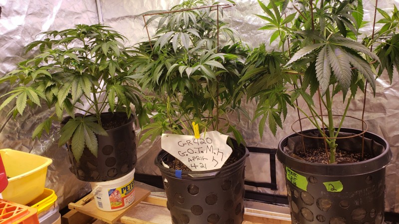 16196598862527633798625175319697