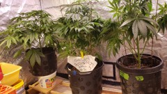 16196598862527633798625175319697