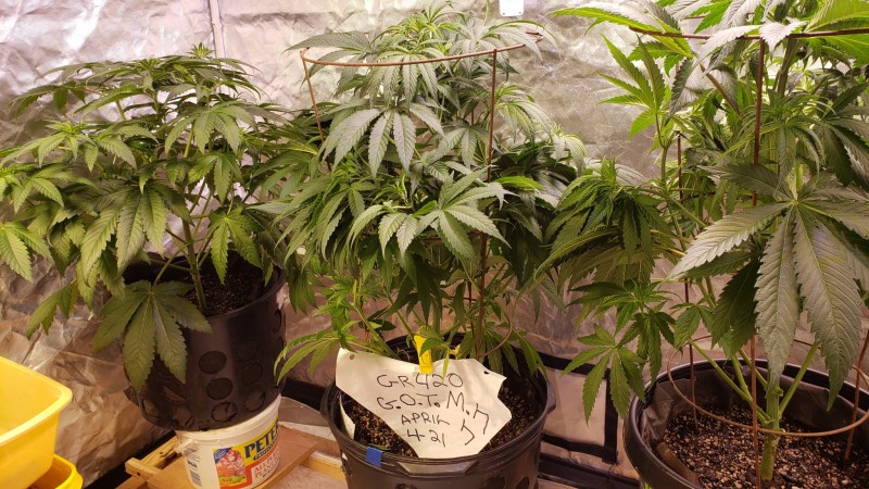 16196599354517811816047940469435