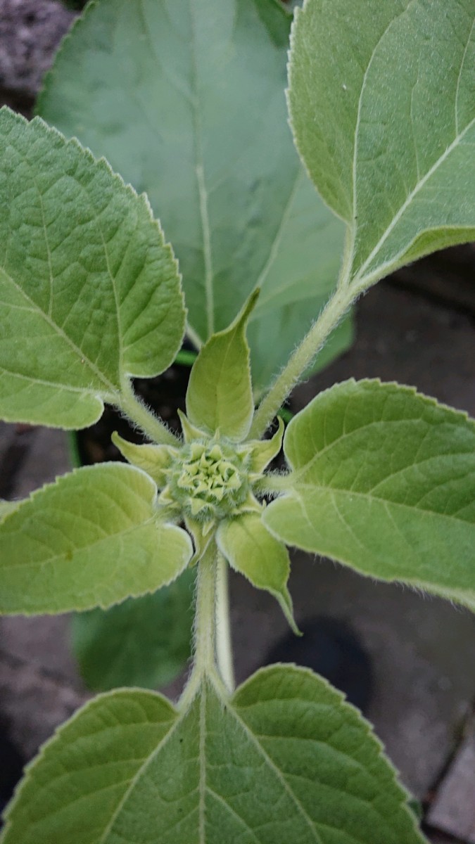 obscura1619724028043