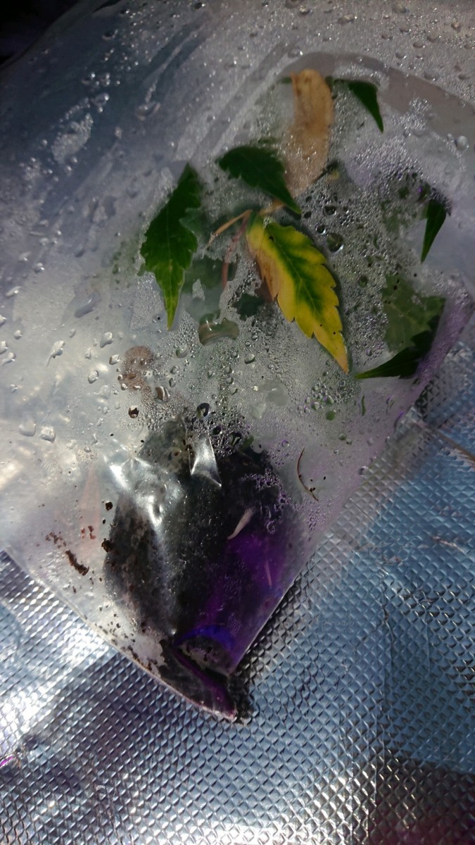 obscura1619784472421