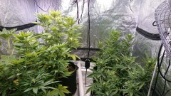 obscura1619785265045