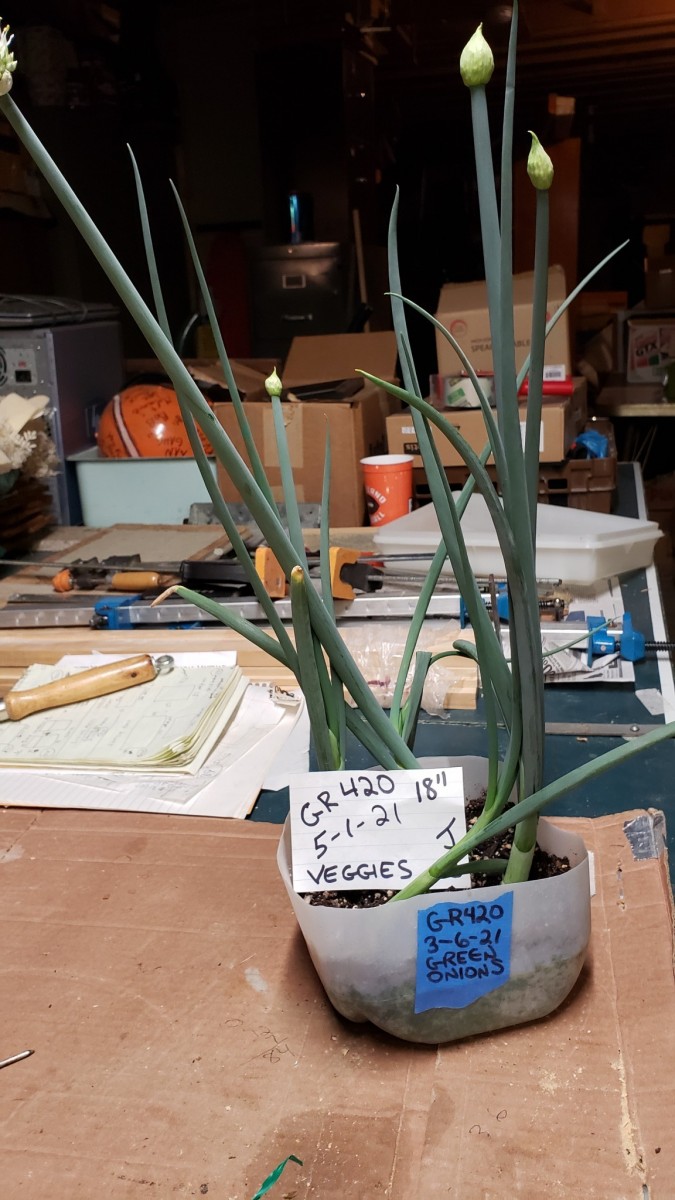 16199173653754433248133328545093