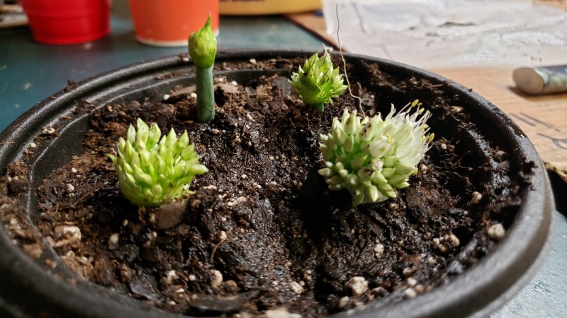 16199209212101271844440587346978