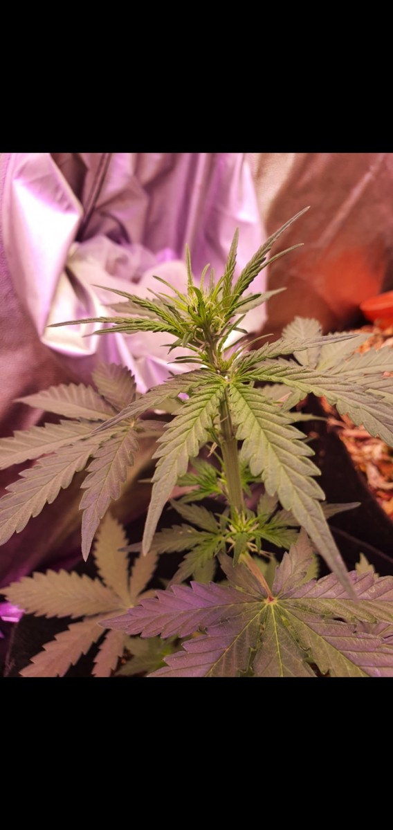 Screenshot_20210503-214003_Gallery