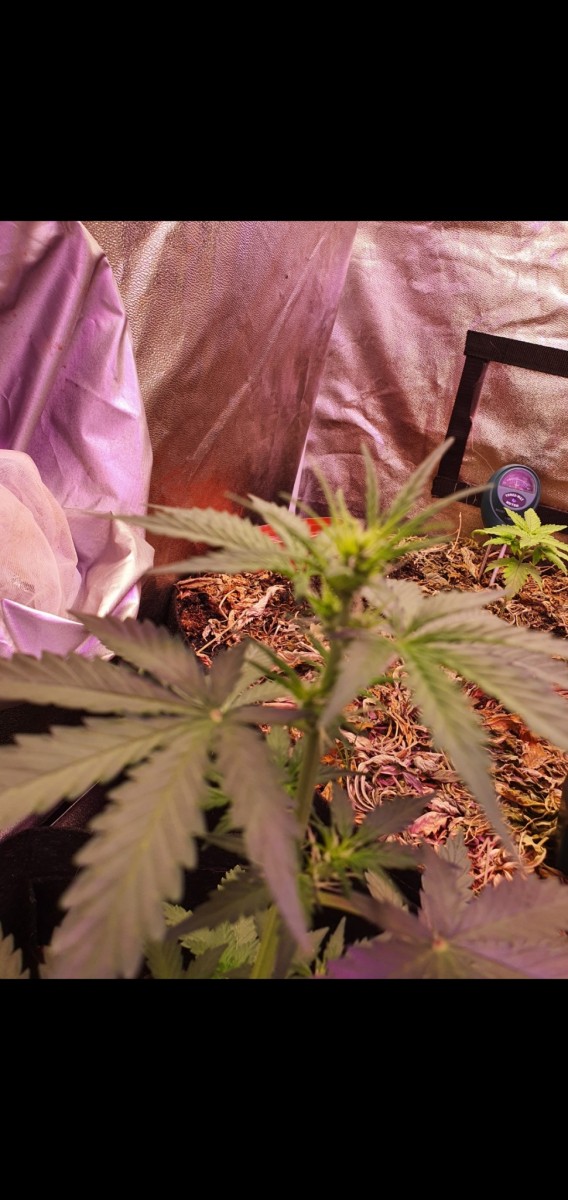 Screenshot_20210503-214024_Gallery