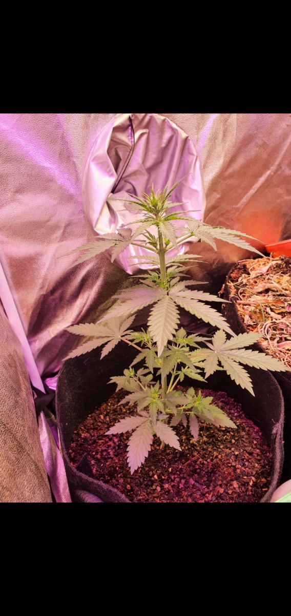 Screenshot_20210503-214042_Gallery