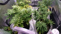 obscura1620139465999