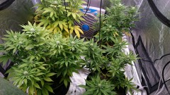 obscura1620142391062