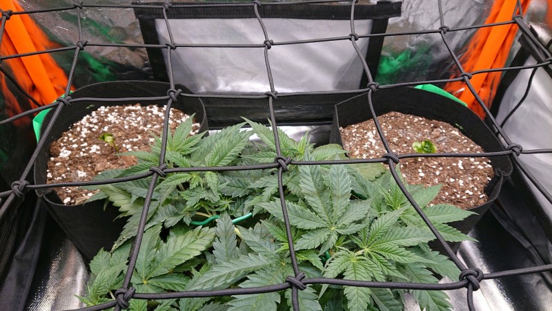 obscura1620147414410