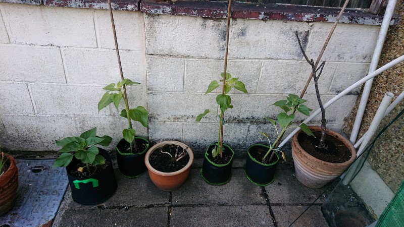 obscura1620150487432