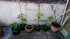 obscura1620150487432