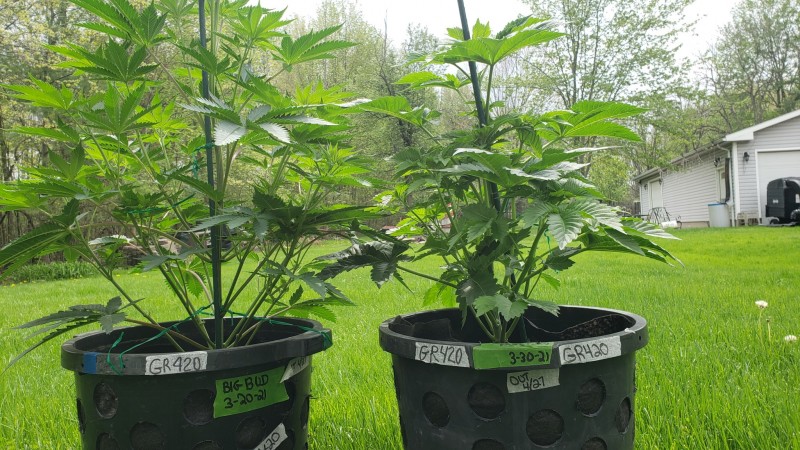 16201523316107907716137141461792