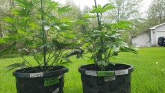 16201523316107907716137141461792