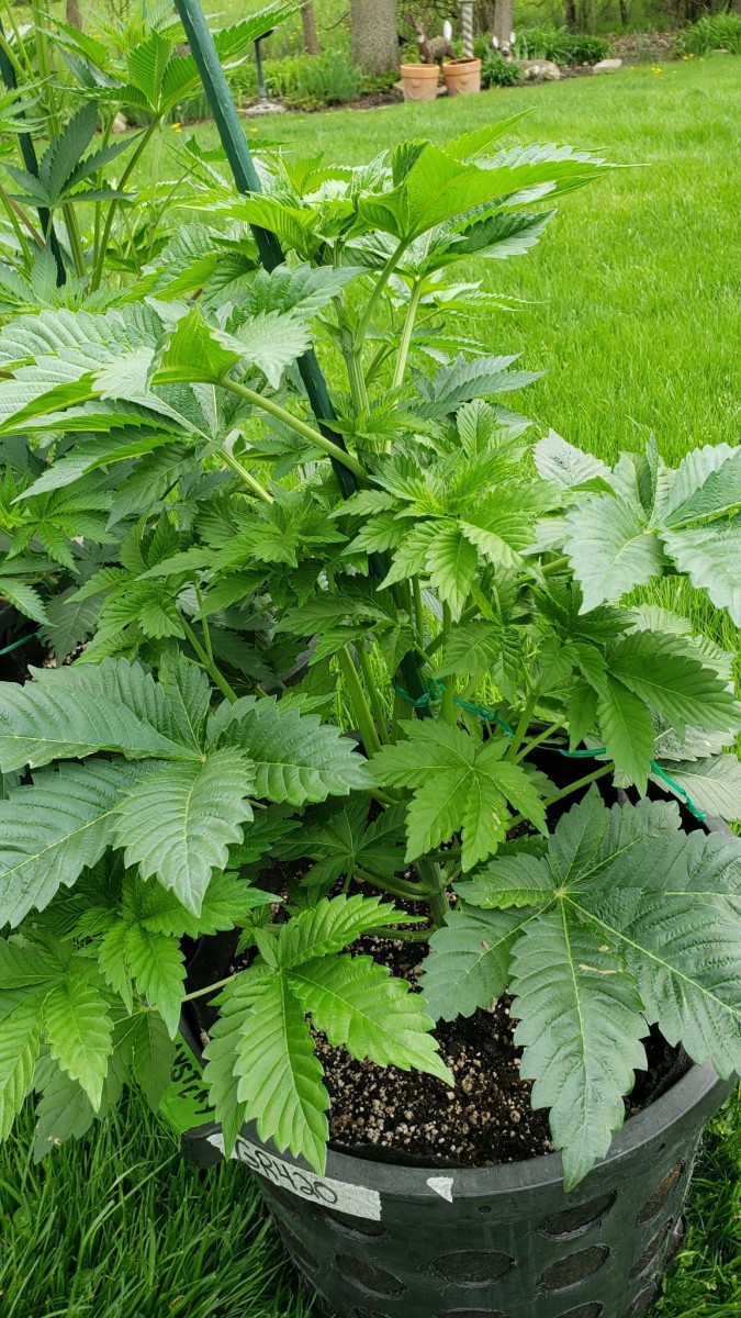 16201524562568489433519611574487