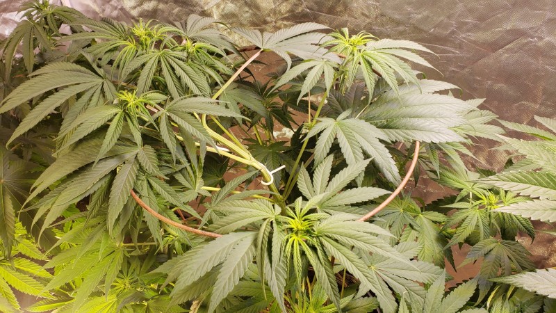 16201526818872198284713729825915