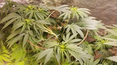 16201526818872198284713729825915