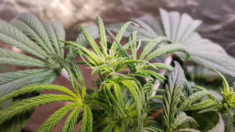 16201529700936942820607159602861