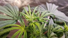 16201529700936942820607159602861