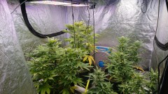 obscura1620216919553