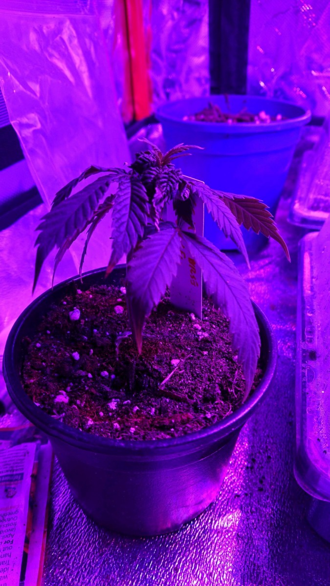 obscura1620221288993