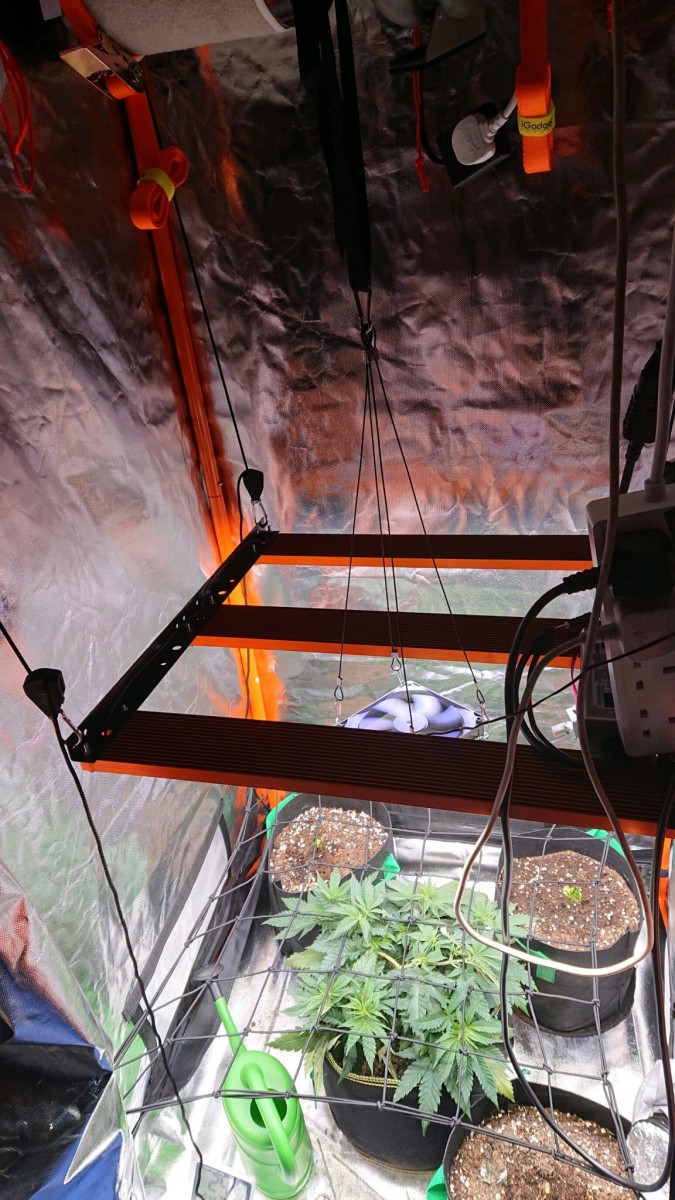 obscura1620233627324