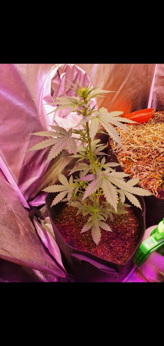 Screenshot_20210505-210745_Gallery