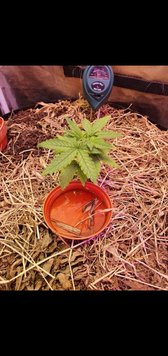 Screenshot_20210505-210736_Gallery