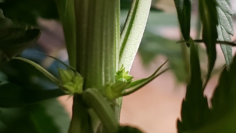 16202476765185336802034555869453