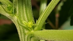 16202478220048191736642557666628