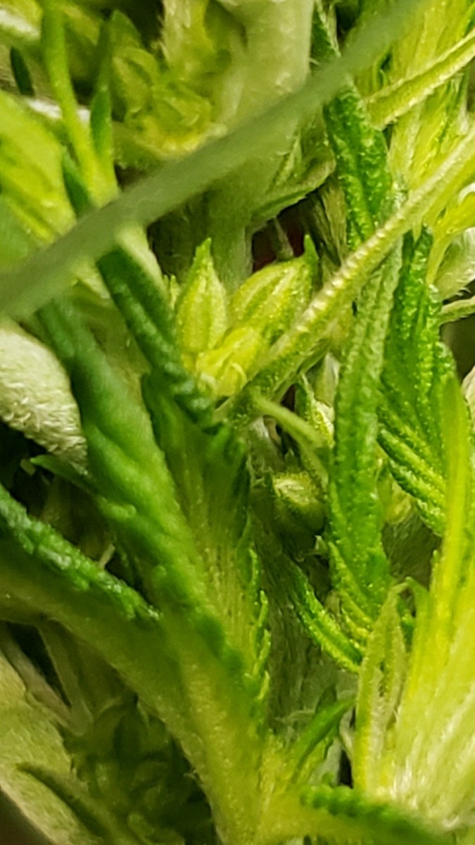 16202480144885557492186433269395