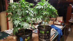 16202526972235148876411489892974