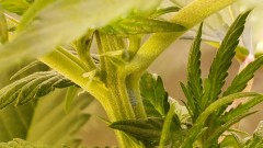 16202580453537225776538778357965