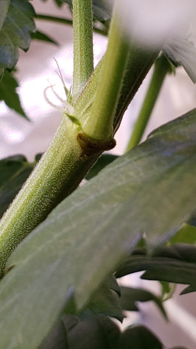 16202587679726805019993152711636