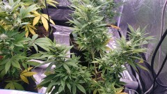 obscura1620302627055