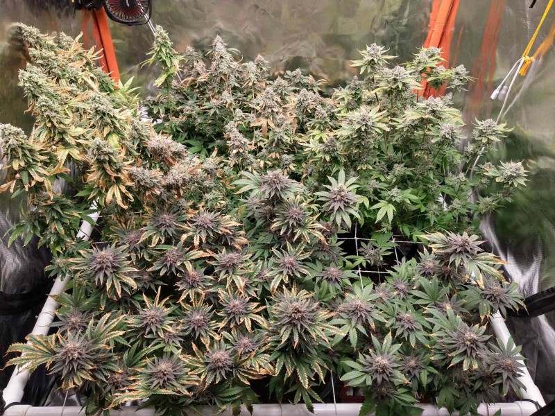 IMG_20210503_173416586_HDR