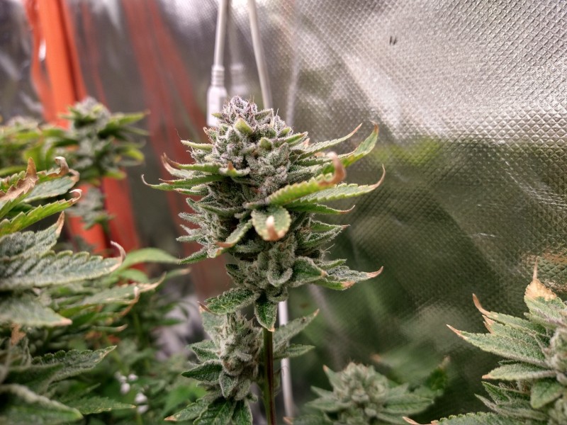 IMG_20210503_173406545_HDR