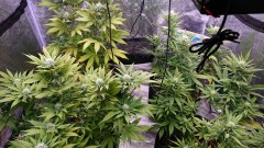 obscura1620391799832