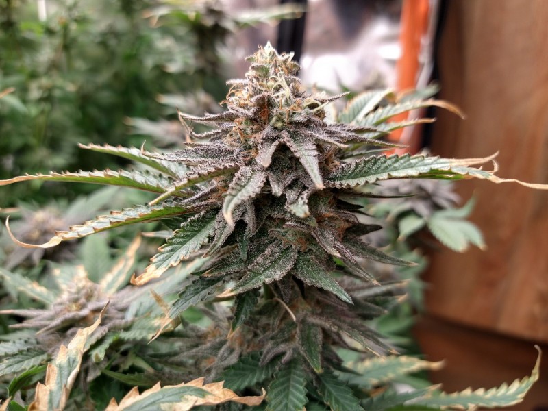 IMG_20210427_205750082_HDR