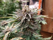 IMG_20210427_205750082_HDR