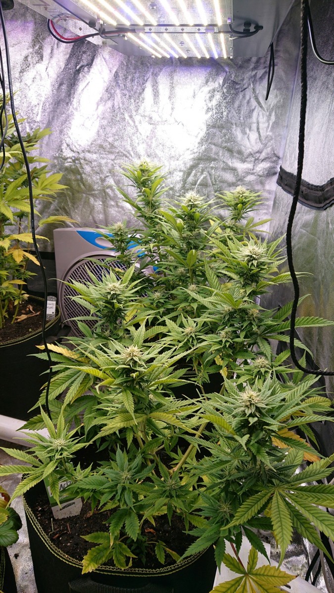 obscura1620656346901